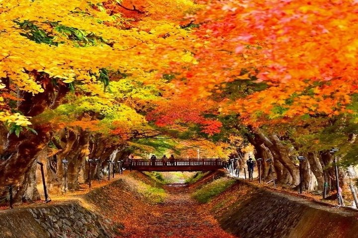 ♥11/7 단 1회 출발♥[OZ][품격]【후지산 단풍일주】4일 ▶도쿄/요코하마/야마나시/롯폰기+전일정 천연온천 숙박♨