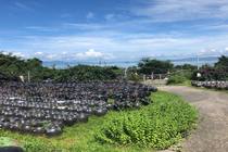 가쿠이다