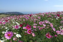 하나사지키