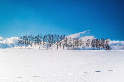 [겨울판타지] 후라노/비에이/삿포로 4/5일▶ALL포함(추가비용無)+2大온천+대게 무제한